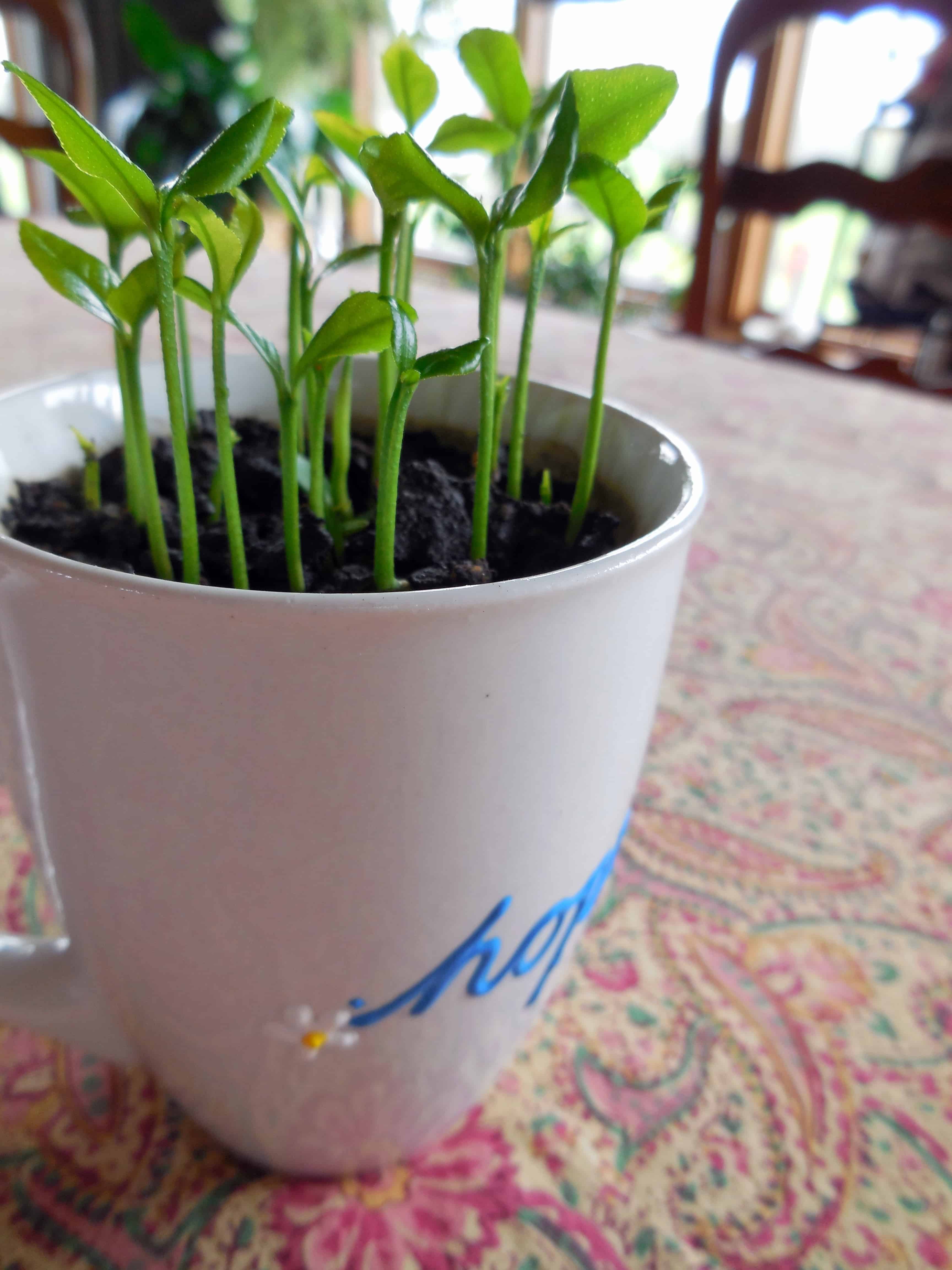 Grow a Lemon Tree from Seed in Your Own Home, little lemon seeds sprouting 3 inches