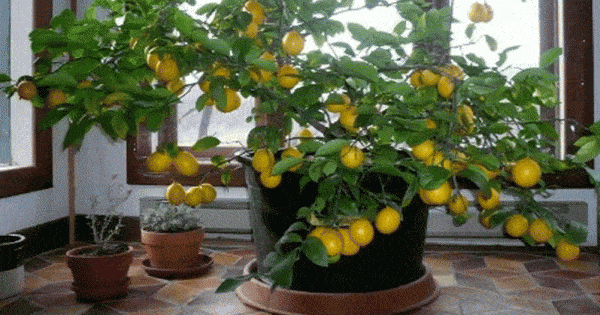 Grow a Lemon Tree from Seed in Your Own Home, grow citrus indoors, a large lemon tree indoors