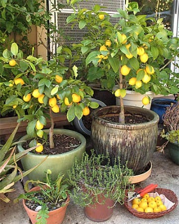 Grow a Lemon Tree from Seed in Your Own Home, grow citrus indoors, potted lemon trees