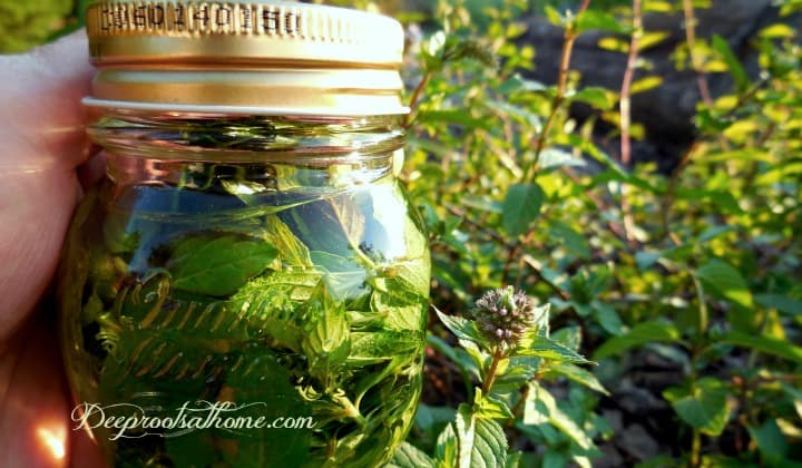 Two-Ingredient Homemade Mint Extract, DIY instructions, 