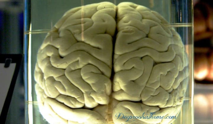 Aspartame: The Most Dangerous Food Additive On the Market Aspartame: The Most Dangerous Food Additive On the Market. A brain in formaldehyde