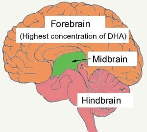 Fish or Cold Liver Oil Can Help Brain Processing Disorders, ADHD. A diagram of brain with forebrain, midbrain, hindbrain,