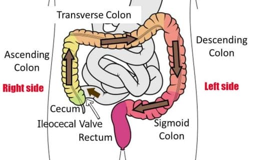6 Scientific Reasons To Sleep On Your Left Side, Position of stomach, ascending and descending colon in abdomen