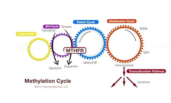 Poor Methylation Prompts 100s Of Diseases: MTHFR Simplified. The methylation cycle graphic, a detoxification pathway
