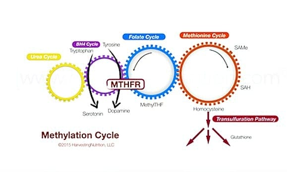 Poor Methylation Prompts 100s Of Diseases: MTHFR Simplified Poor Methylation Prompts 100s Of Diseases: MTHFR Simplified. The methylation cycle graphic, a detoxification pathway