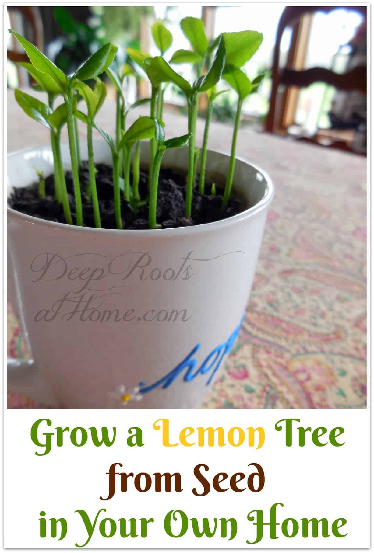 Grow a Lemon Tree from Seed in Your Own Home