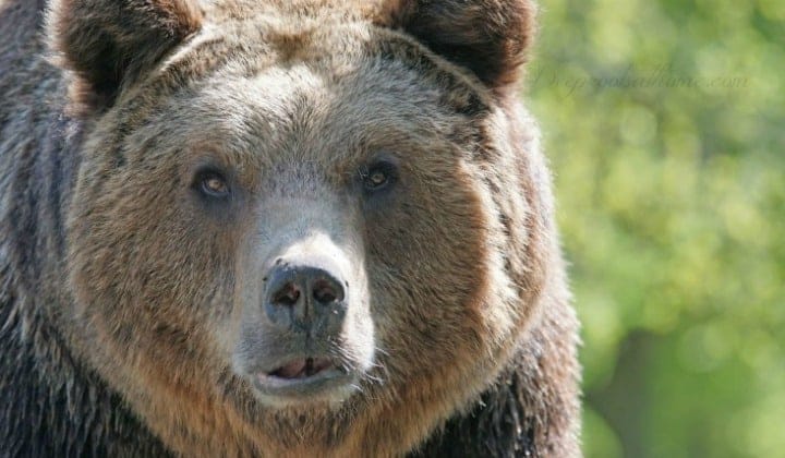 "How A Mama Bear Hurts Her Family" by Jeanne Harrison. A mama bear