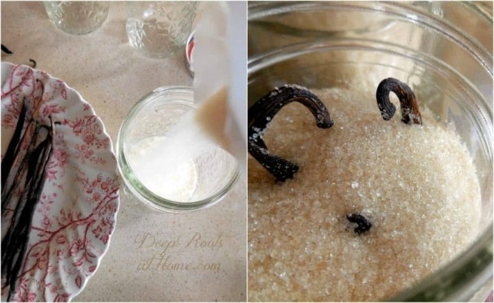 vanilla beans submerged in granulated cane sugar in Mason jars