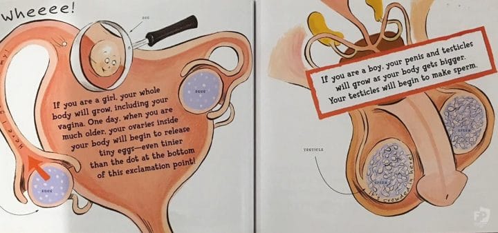 Images used to teach young children about reproduction and sex organs in first grade.