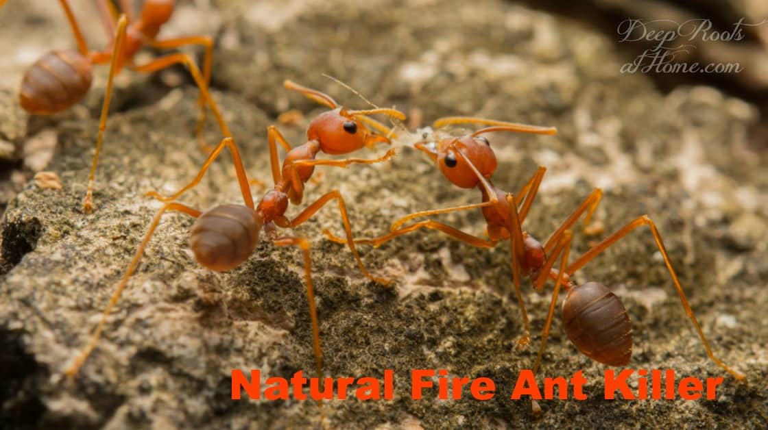 fire ants feeding on bait