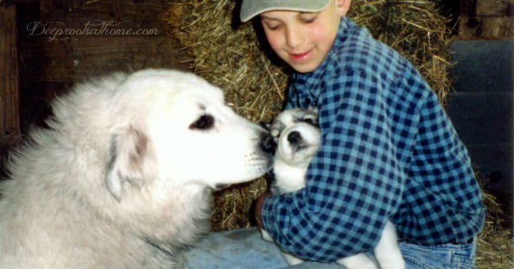Training a Child is (just a bit) like Stressing Puppies. Photo of a 8 year old boy sitting on hay holding and stressing a little puppy while the Mama dog sniffs the puppy in his arms. 