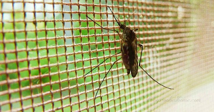 Mosquitoes, Lyme Disease & why some get bitten more than others. A mosquito resting on the door screen of a home.
