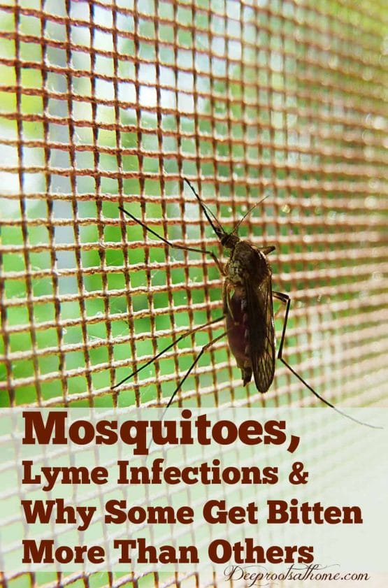 Mosquitoes, Lyme Disease & why some get bitten more than others. A big mosquito waiting for a meal of blood on the screen of a kitchen door. Pin image.