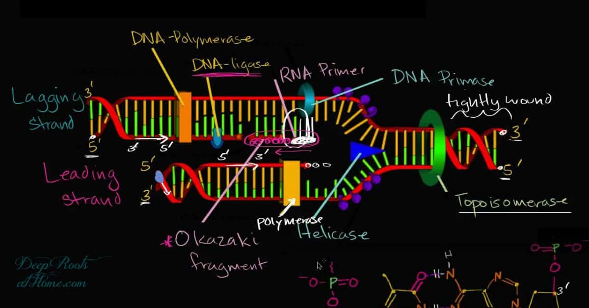 mitochondrial DNA