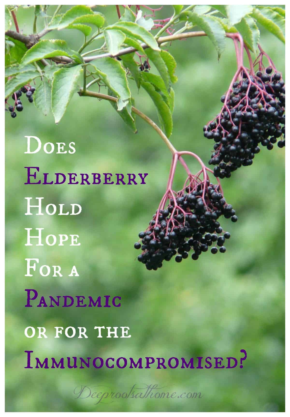 Does Elderberry Hold Hope For a Pandemic or for the Immunocompromised? Ripe elderberry fruit (sambucus nigra)