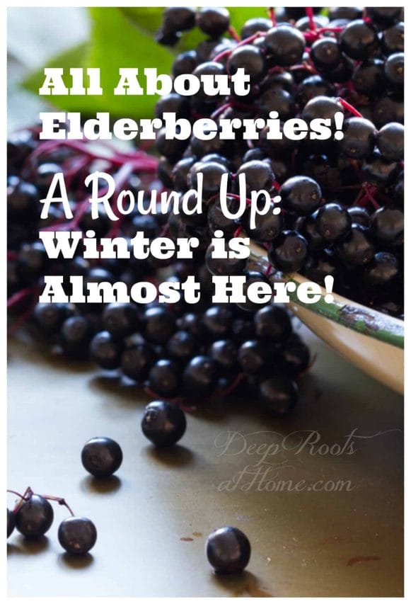 All About Elderberries! A Quick Roundup: For Winter Flu Season. A big enamel pan filled with ripe elderberries
