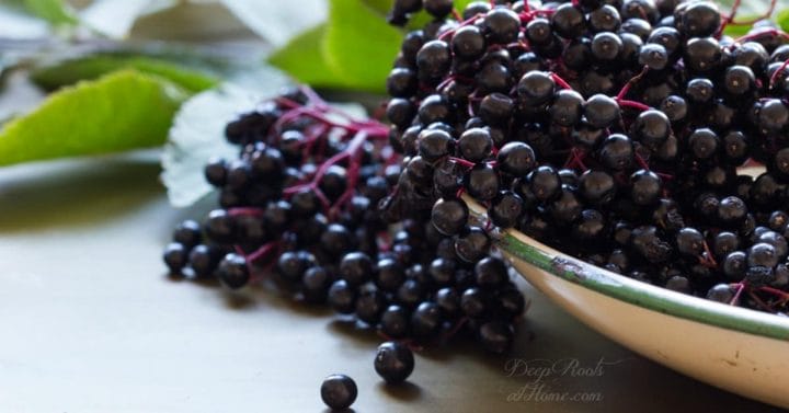 All About Elderberries! A Quick Roundup: For Winter Flu Season. A big enamel pan filled with ripe elderberries