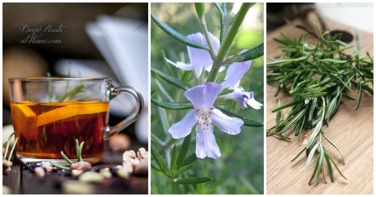 Rosemary Boosts Memory by 15%, Prevents Brain-Aging Says the Science Rosemary Boosts Memory by 15%, Prevents Brain-Aging Says the Science. Rosemary tea and rosemary herb in bloom and cut