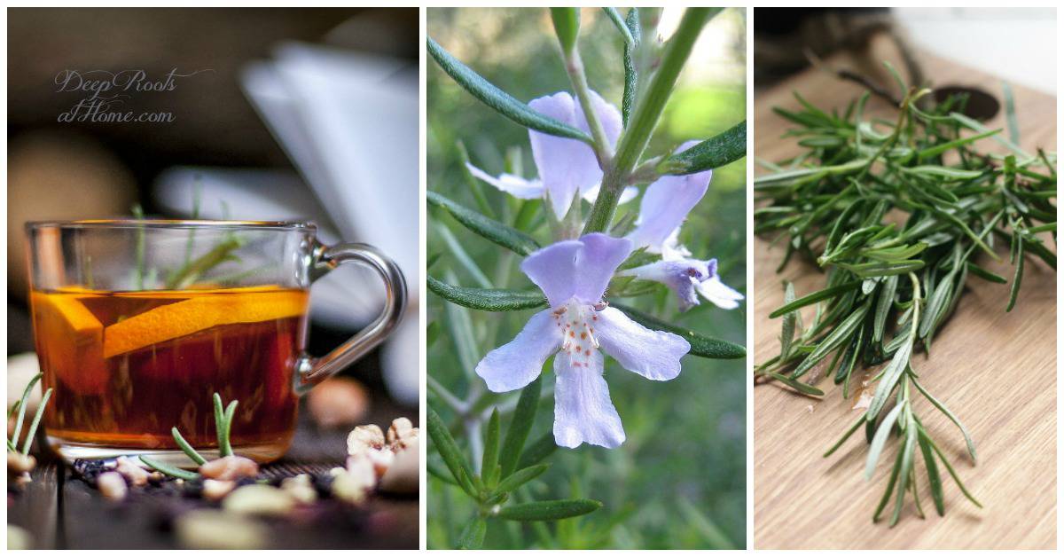 Rosemary Boosts Memory by 15%, Prevents Brain-Aging Says the Science. Rosemary tea and rosemary herb in bloom and cut