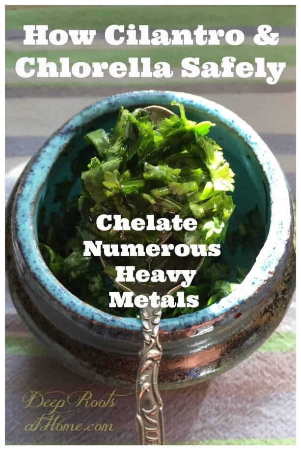 How Cilantro & Chlorella Safely Chelate Numerous Heavy Metals. A small pot of chopped cilantro