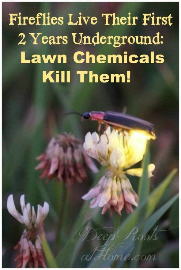 Fireflies Live their First 2 Years Underground: Lawn Chemicals Kill Them! lightning but lit up on a clover flower