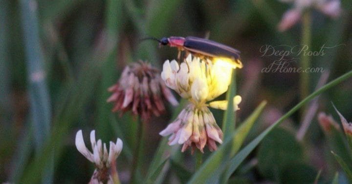 Fireflies Are Natural Pest Control: How To Make Yards Firefly-Friendly Firefly on clover.