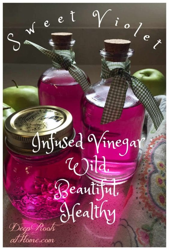 Violet Infused Vinegar: For Wasp Stings, Sunburns & Cooking. Bottled floral vinegar