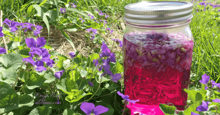 Violet Infused Vinegar: For Wasp Stings, Sunburns & Cooking
