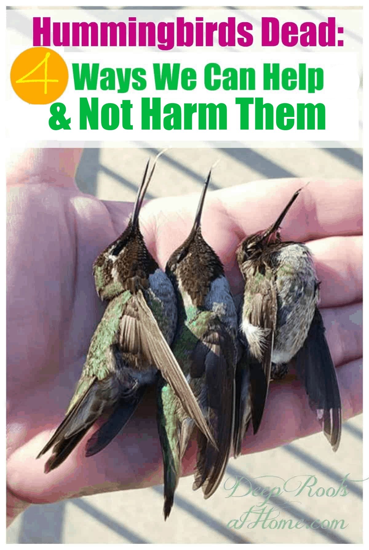 Hummingbirds Dead 4 Ways We Can Help & Not Harm Them