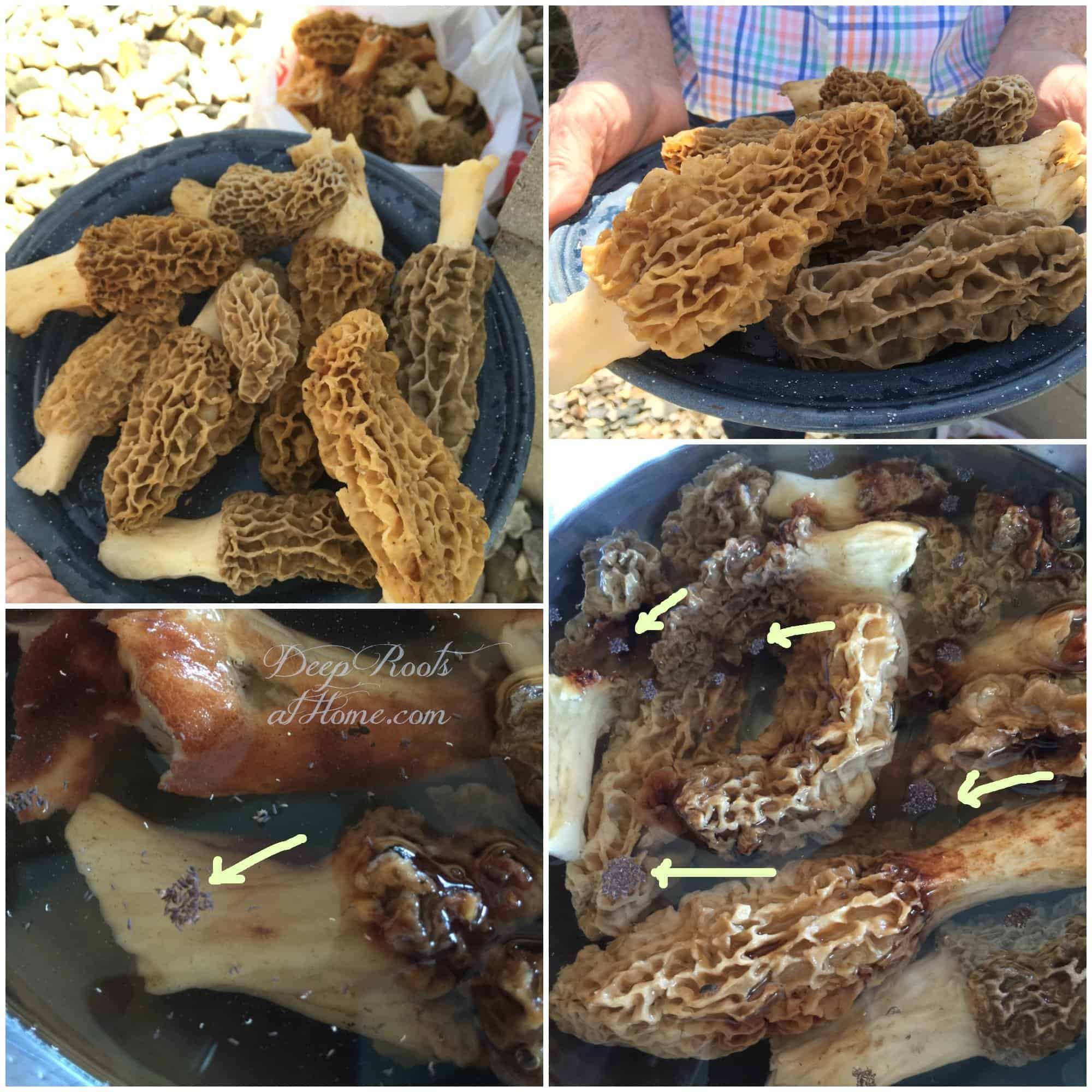 Morels: Mushrooms Fun To Hunt, Amazing To Eat with Power To Heal fresh mushrooms and soaking them to remove bugs!