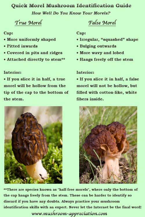 Morels: Mushrooms Fun To Hunt, Amazing To Eat with Power To Heal difference between false and true Morchella mushrooms