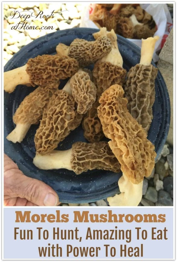 a plate of morchella mushrooms