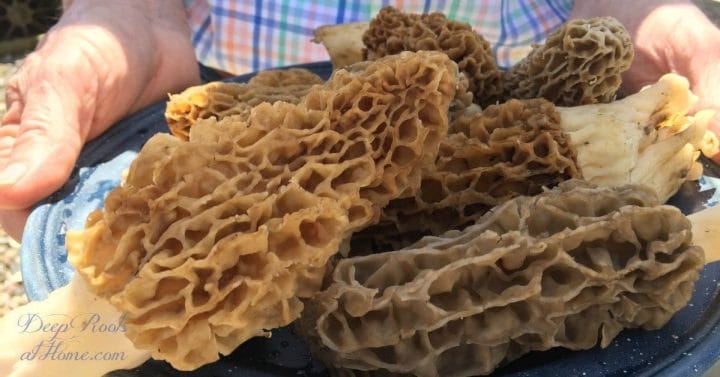 Morels: Mushrooms Fun To Hunt, Amazing To Eat with Power To Heal. fresh picked mushrooms
