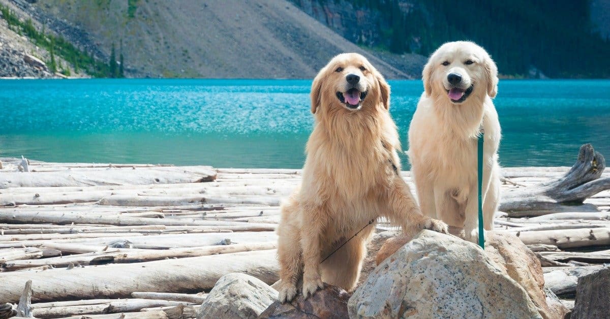 Pet Care 101: 65 Ways the Rabies Vaccine Can Harm Your Dog Pet Care 101: 65 Ways the Rabies Vaccine Can Harm Your Dog. goldens