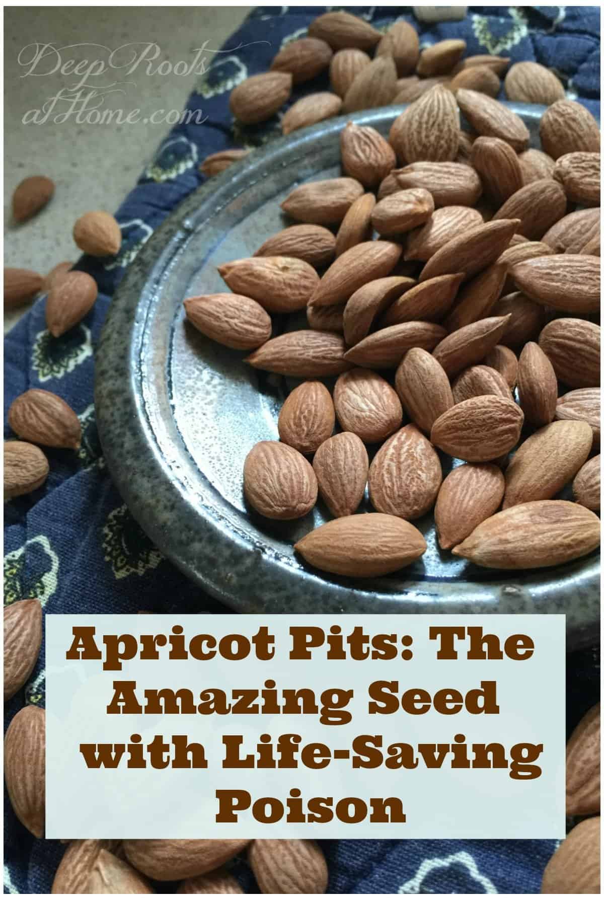 Apricot Pits The Amazing Seed with Life-Saving Poison. seeds or pits