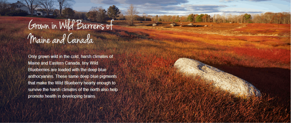 Wild Barrens of Canada and Maine