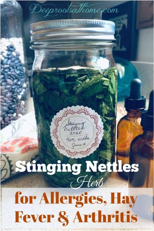 Nettles Tincture Works Like Claritin for Allergies, Hay Fever, Pain