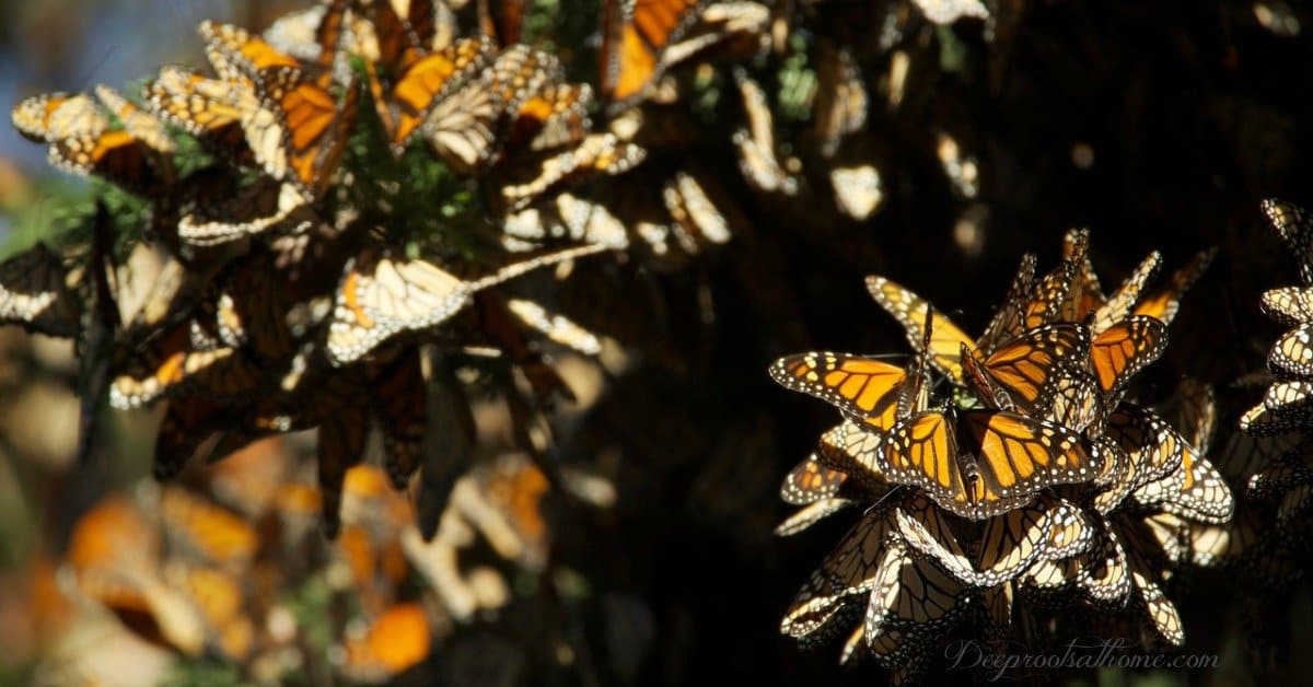 Amazed by Monarchs: Precision That Can't Be Explained By Evolution Amazed by Monarchs: Precision Unexplained By Evolution