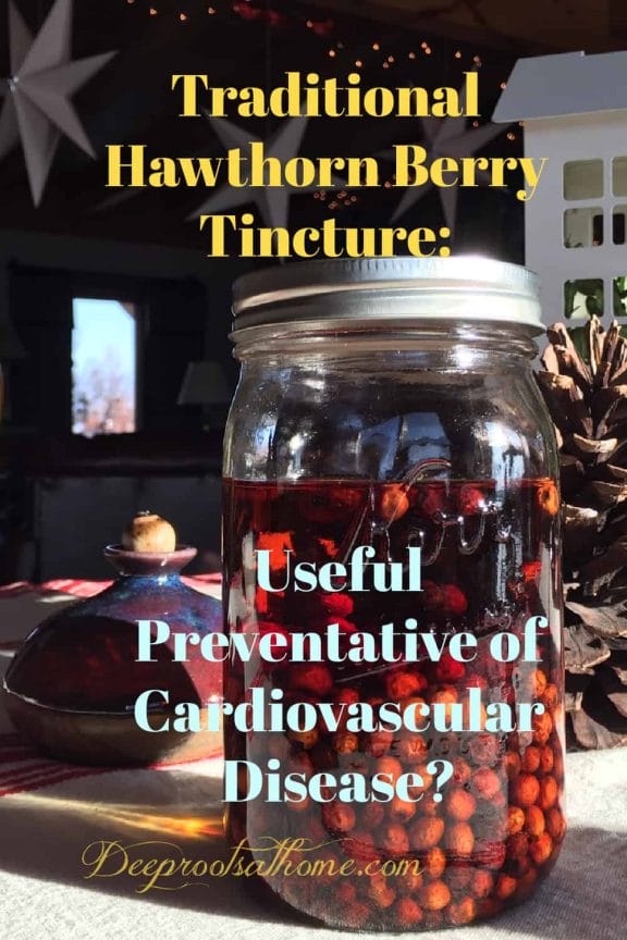 Hawthorn Tincture for Heart: Angina, High B/P, Arrhythmia & CHF. tincture