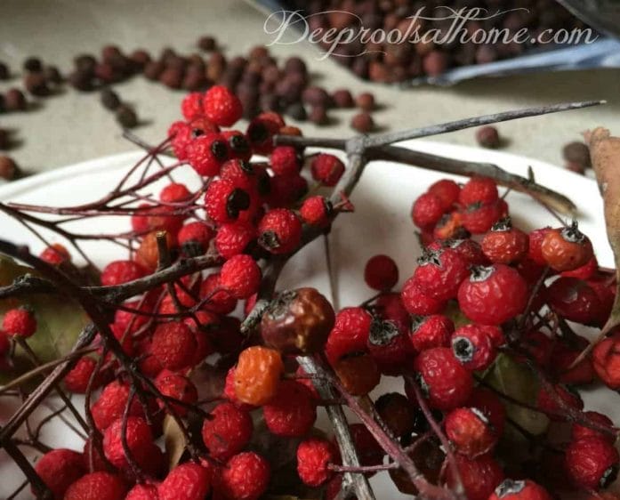 Hawthorn Berry for Heart: Angina, High B/P, Arrhythmia & CHF. drying berries