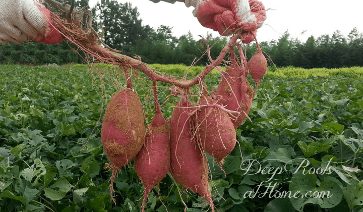 Fastest Surefire Way to Start Sweet Potato Slips for the Garden Fastest Surefire Way to Start Sweet Potato Slips for the Garden