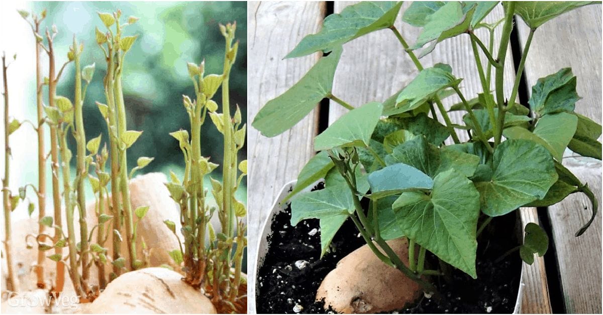 The Fastest Surefire Way to Start Sweet Potato Slips The Fastest Surefire Way to Start Sweet Potato Slips