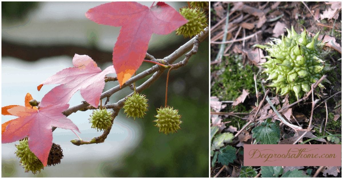 Sweetgum: A Medicine Tree w/ Shikimic Acid to Halt Viral Replication Sweetgum: A Medicine Tree w/ Shikimic Acid to Halt Viral Replication
