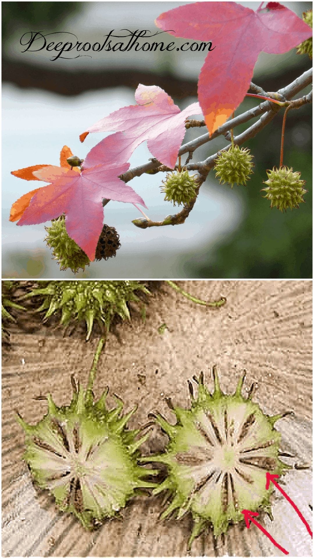Sweetgum: A Medicine Tree w/ Shikimic Acid to Halt Viral Replication identify sweetgum tree