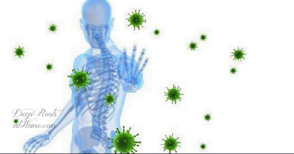 15 Foods/Herbs High in Shikimic Acid to Help Disable Spike Protein & GOx 15 Foods/Herbs High in Shikimic Acid to Help Disable Spike Protein & GOx