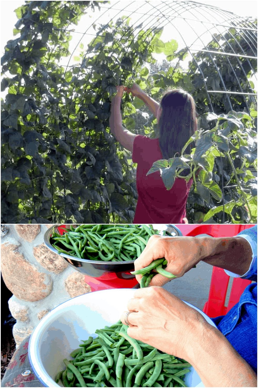 Prepare NOW While Prices Are Still Lower. Food Shortage Coming Soon beans growing on trellis