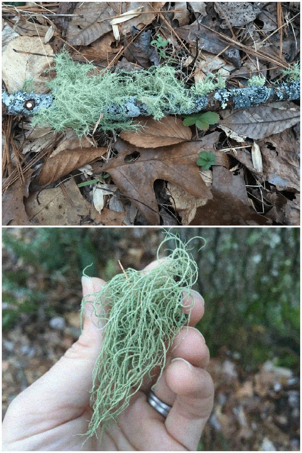 Free Antibiotic that Grows in the Woods for UTIs, Lung Infections, Strep Free Antibiotic that Grows in the Woods for UTIs, Lung Infections, Strep