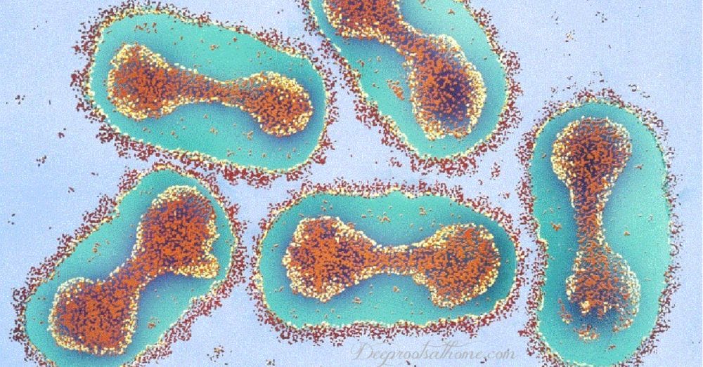 Homeopathic Protocol for Smallpox Infection, Remedies for All Stages Homeopathic Protocol for Smallpox Infection, Both Curative & Preventative