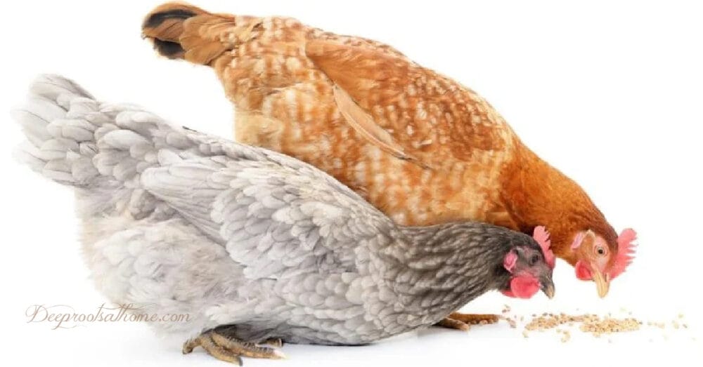 Egg Yolks Fight Spike Protein: Chicken Feed Issues Open Eyes