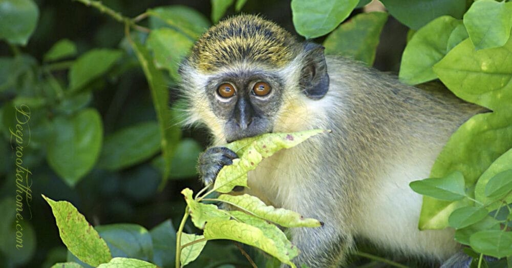 Found: Cancer-Promoting Simian Virus 40 (SV40) in Pfizer Vials Found: Cancer-Promoting Simian Virus 40 (SV40) in Pfizer Vials